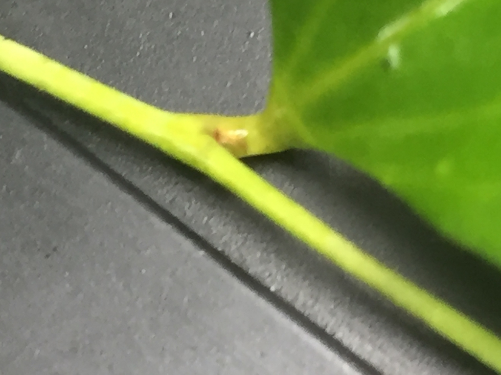 Leaf node