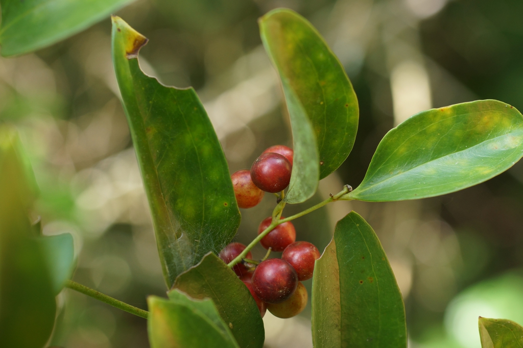 Fruit
