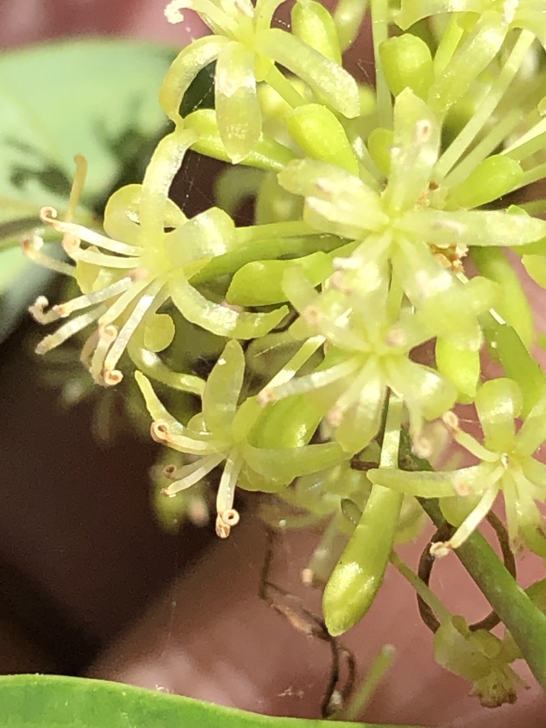 Close up of flower