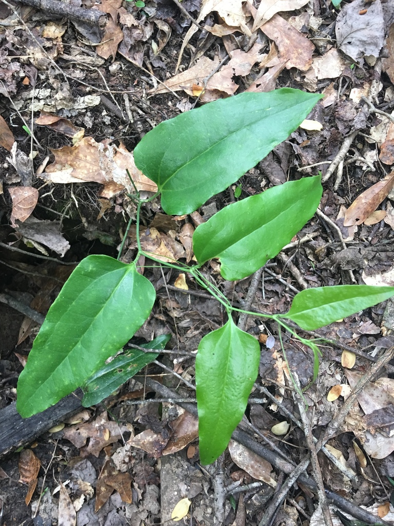 Leaves