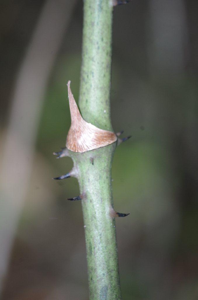Stem