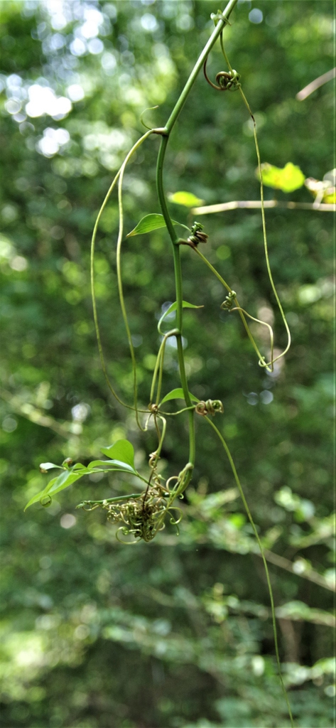 stem