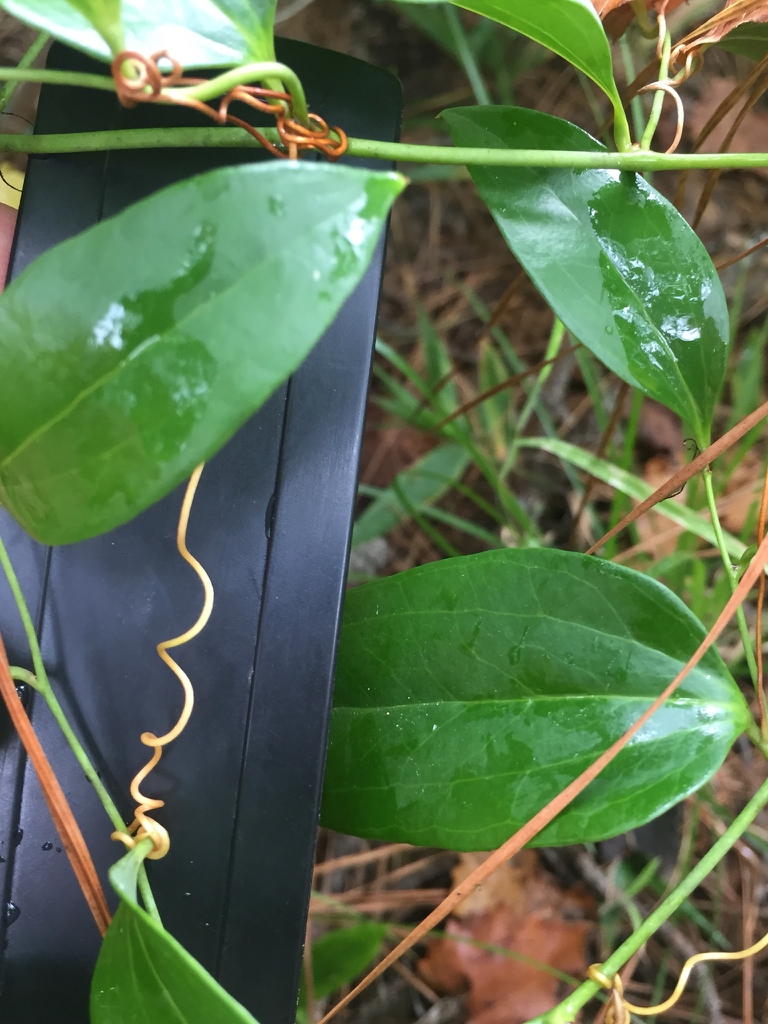 Tendril