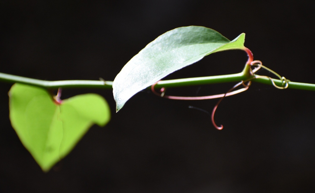 Smilax rotundifolia