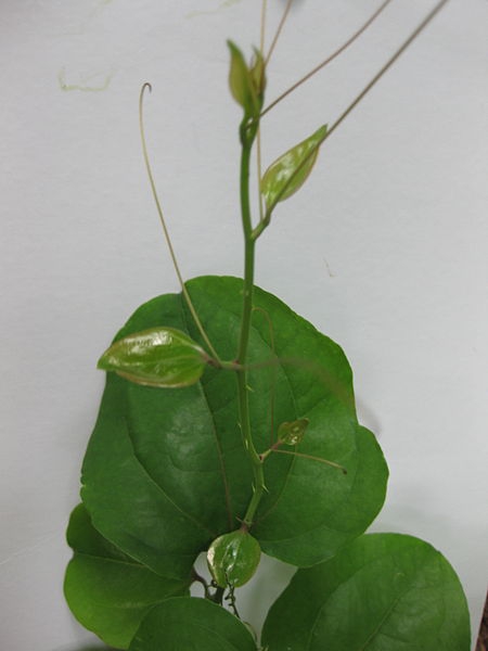 Smilax rotundifolia
