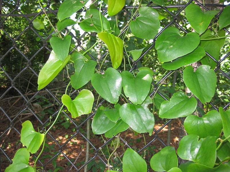 Smilax rotundifolia