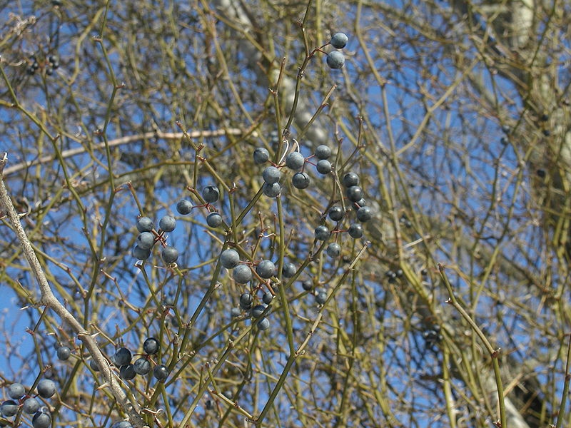 Smilax rotundifolia