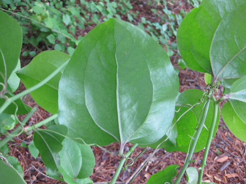 Smilax rotundifolia