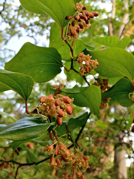 Smilax rotundifolia