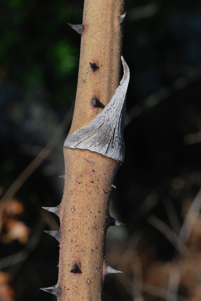 Prickles on stem (Moore County, NC)-Early Fall