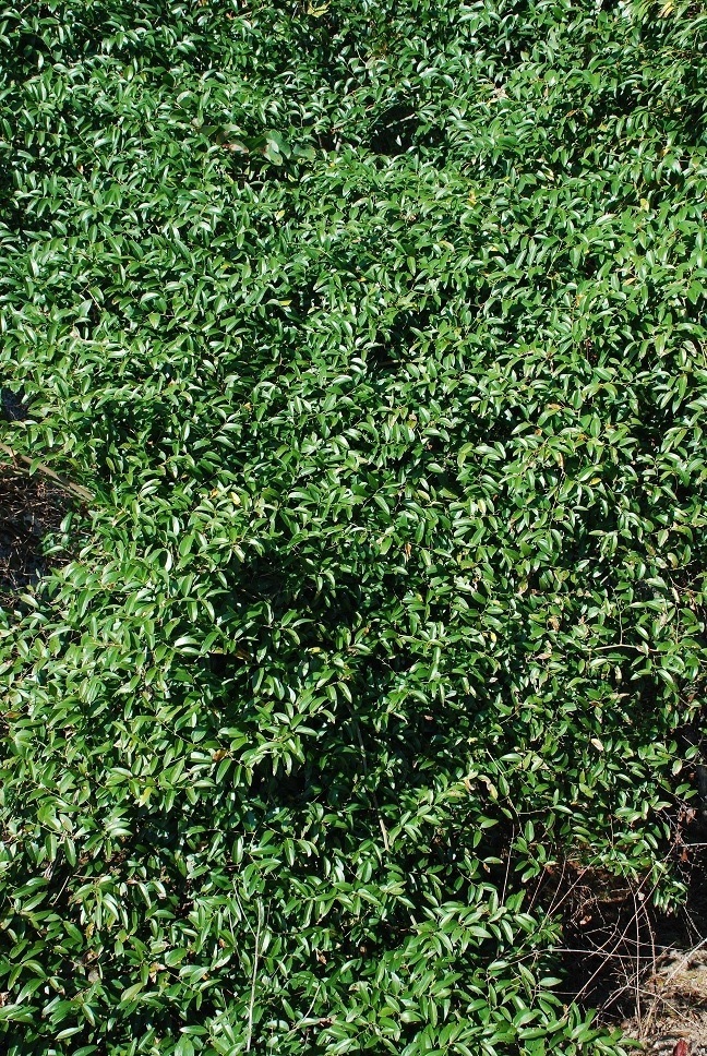 Form (Moore County, NC)-Early Fall