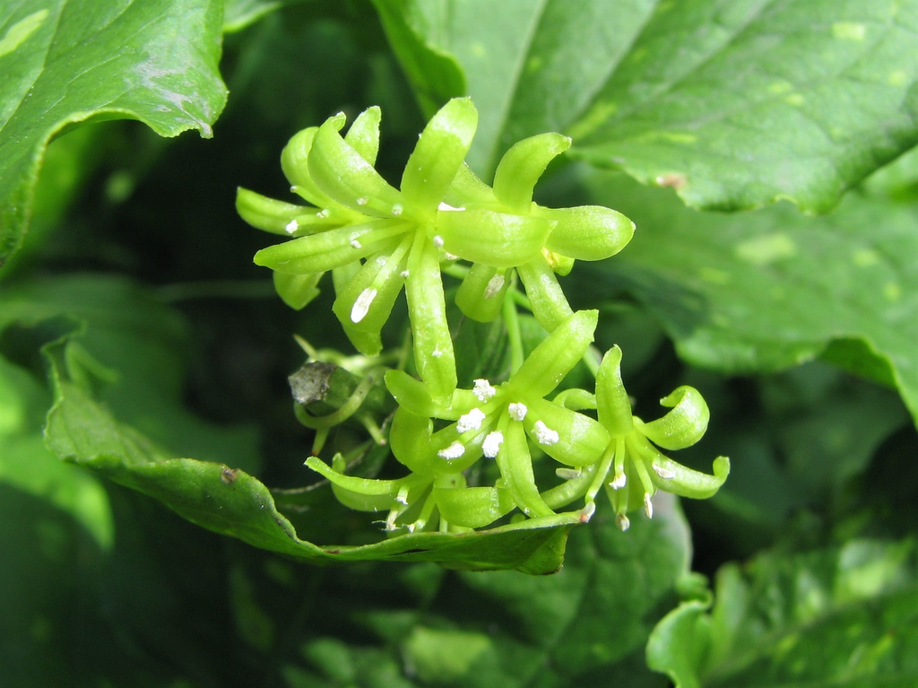 Smilax tamnoides