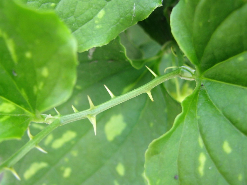 Smilax tamnoides
