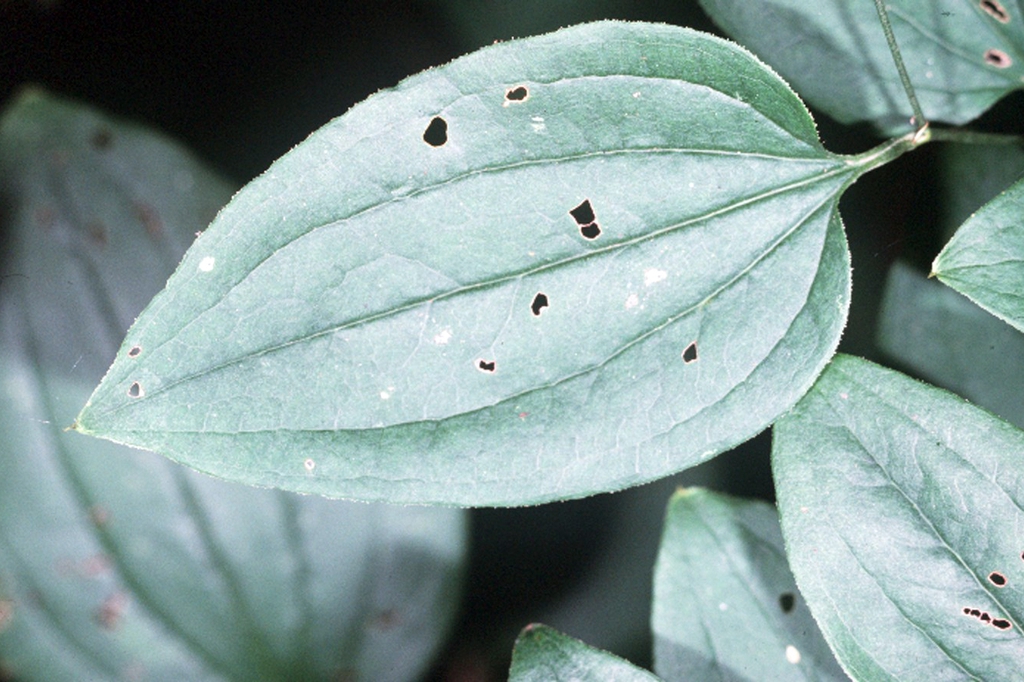 Smilax tamnoides