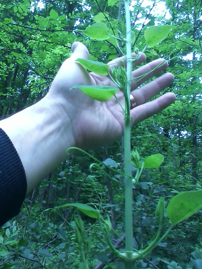 Smilax herbacea