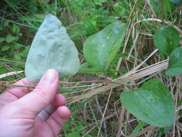 Smilax glauca