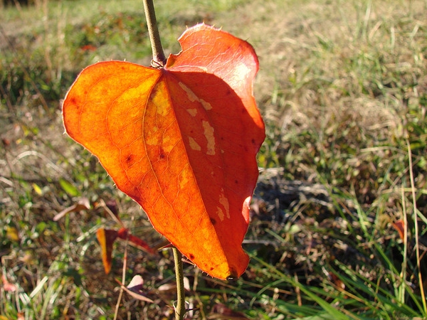 Smilax glauca