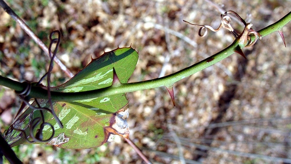 Smilax glauca
