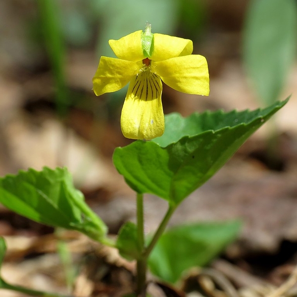 Viola pennsylvanica