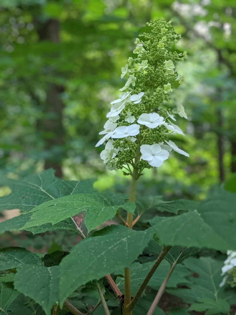 'Snow Queen' flowers and buds May 2021