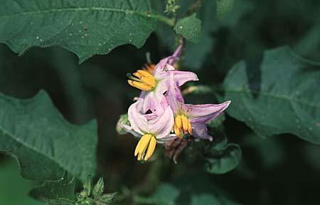 Solanum carolinense