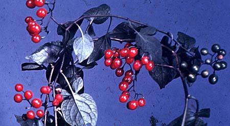 Solanum dulcamara