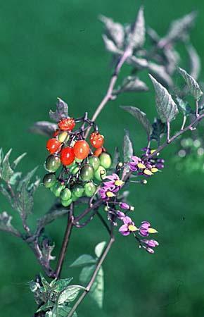 Solanum dulcamara