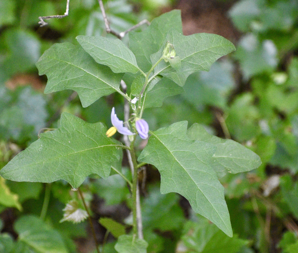 Form