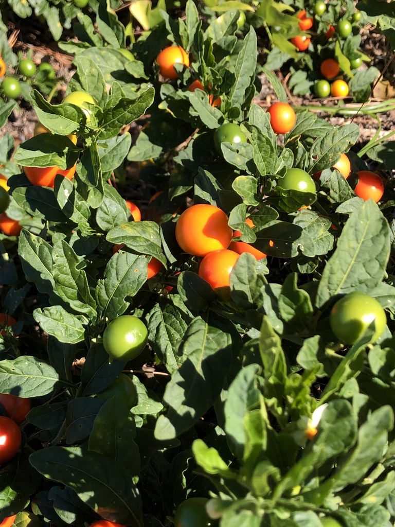 Form - November - Wake Co., NC