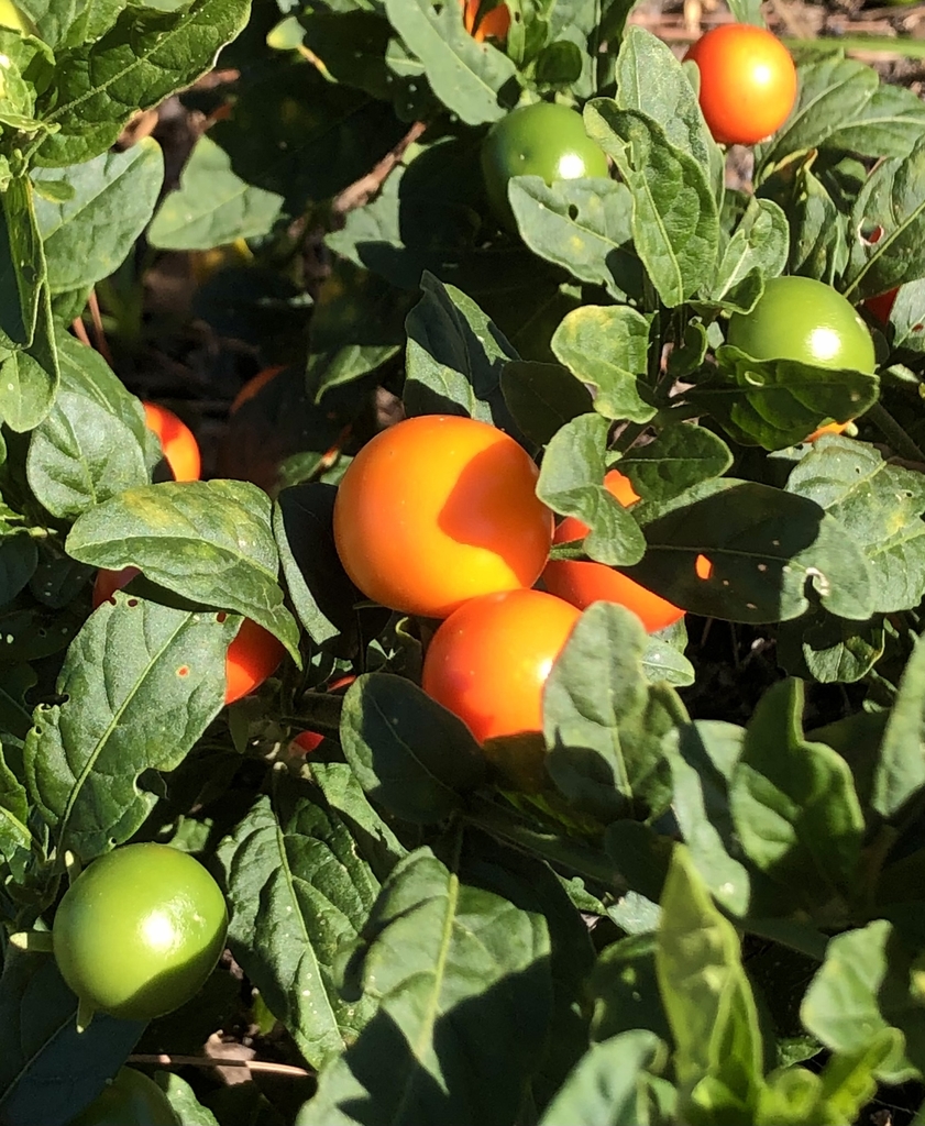 Berries - November - Wake Co., NC
