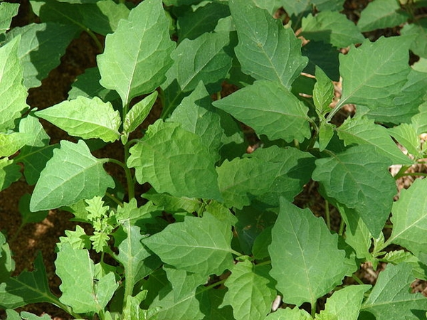 Solanum americanum