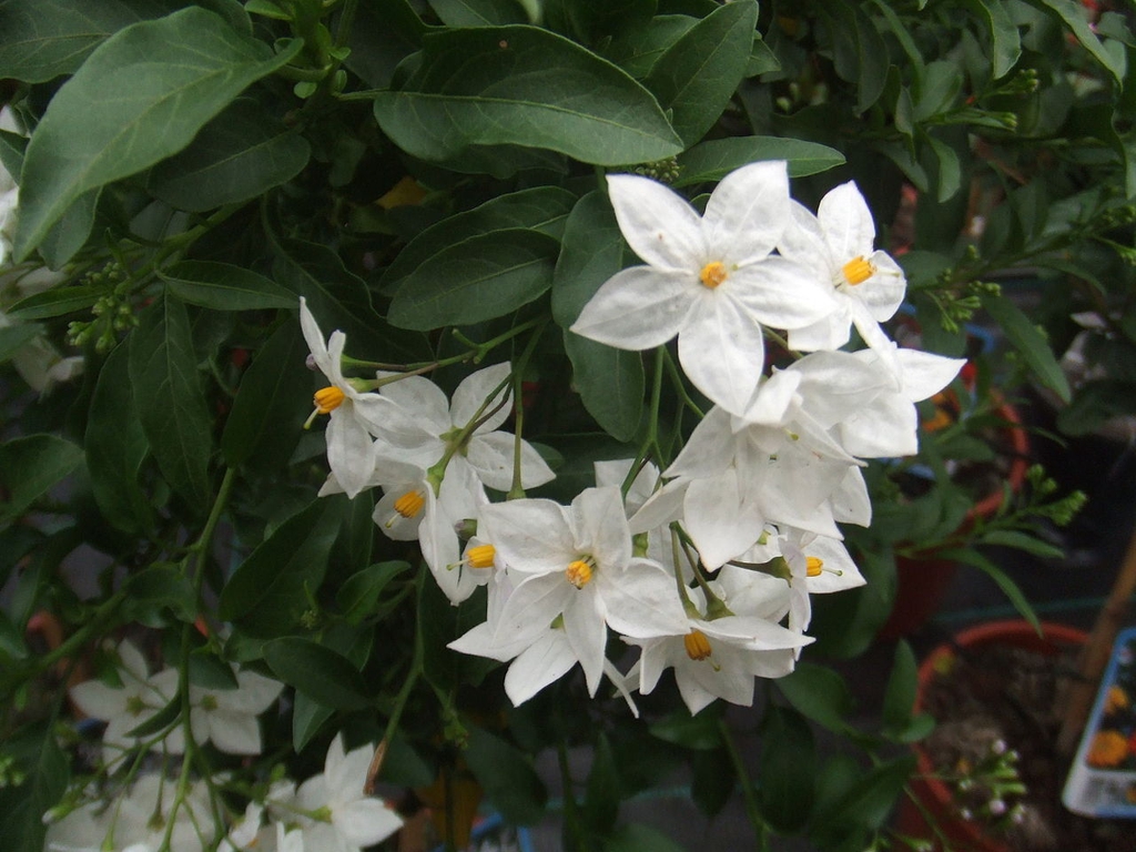 Flowers