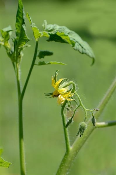 White flower of the tomato