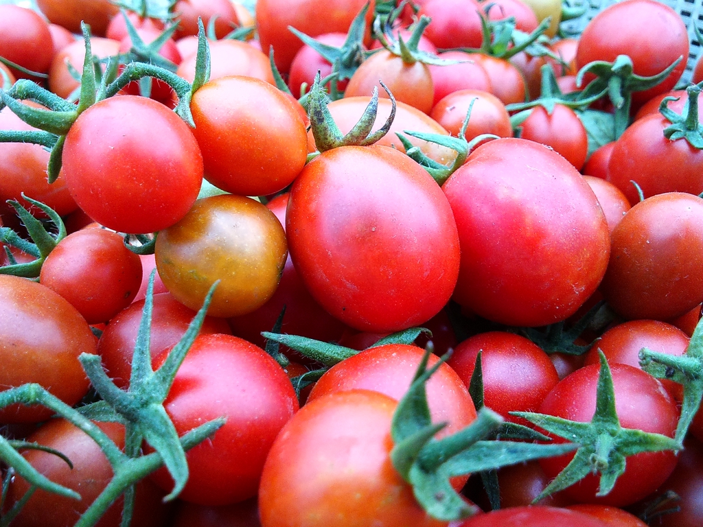 A pile of harvested cherry and cocktail tomatoes.