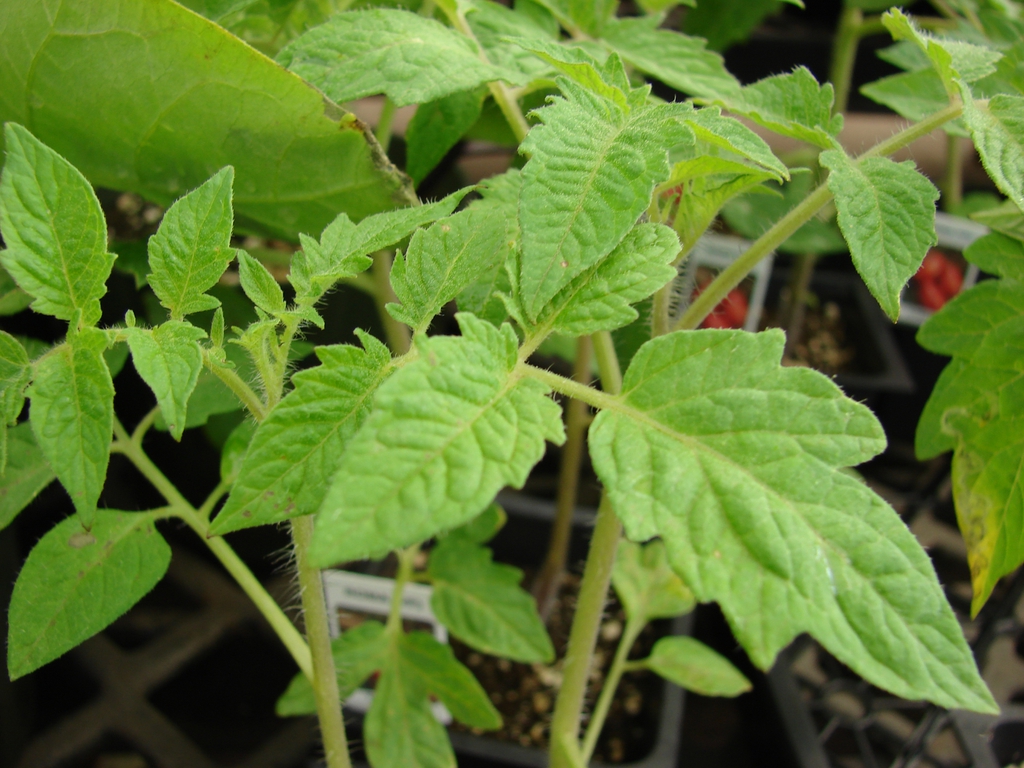 A single, pinnately compound leaf.