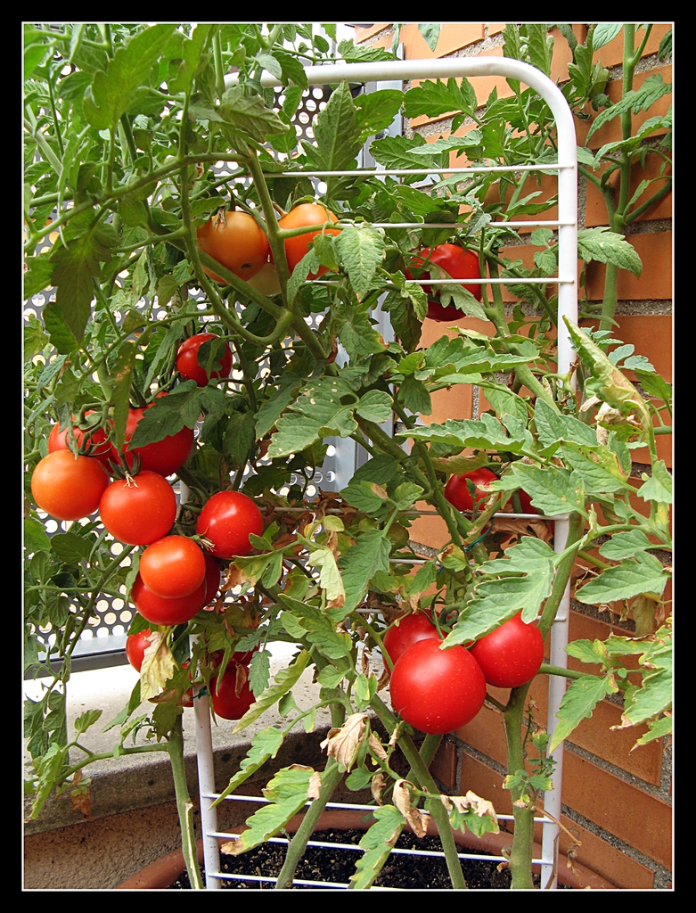 Vigorous plants with large fruits a small trellis