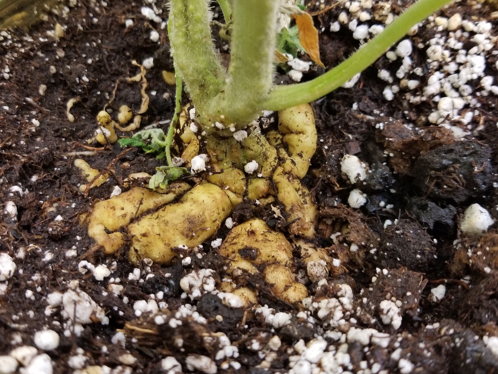 Stem base showing swollen, knotty roots at the soil surface