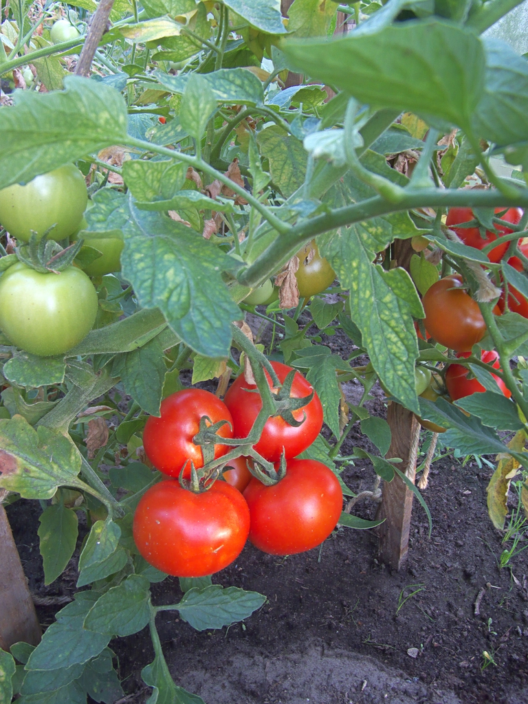 A cluster of small, round, red tomatoes.