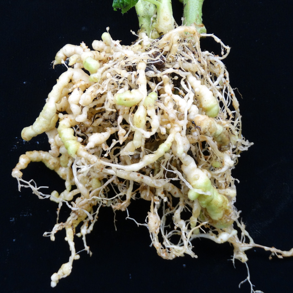 Washed roots showing swollen, knotty deformations.
