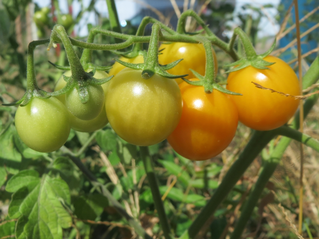 A cluster of tomatoes turning from green to red