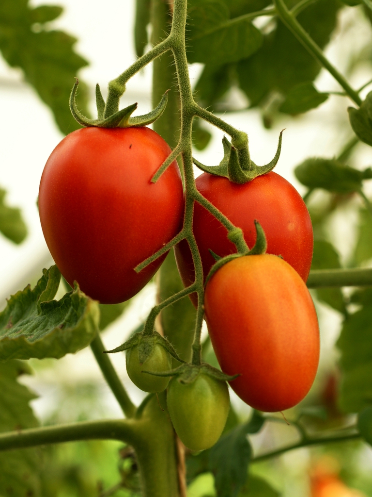 A cluster of plum-shaped, red fruits