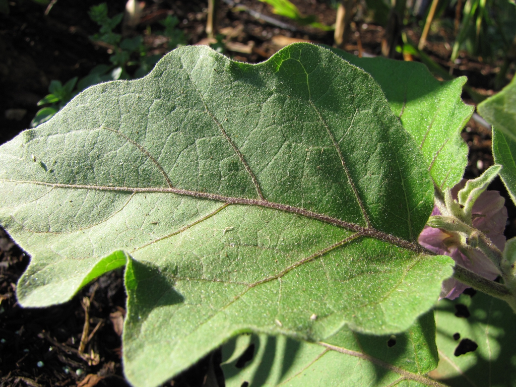 Solanum melongena leaf