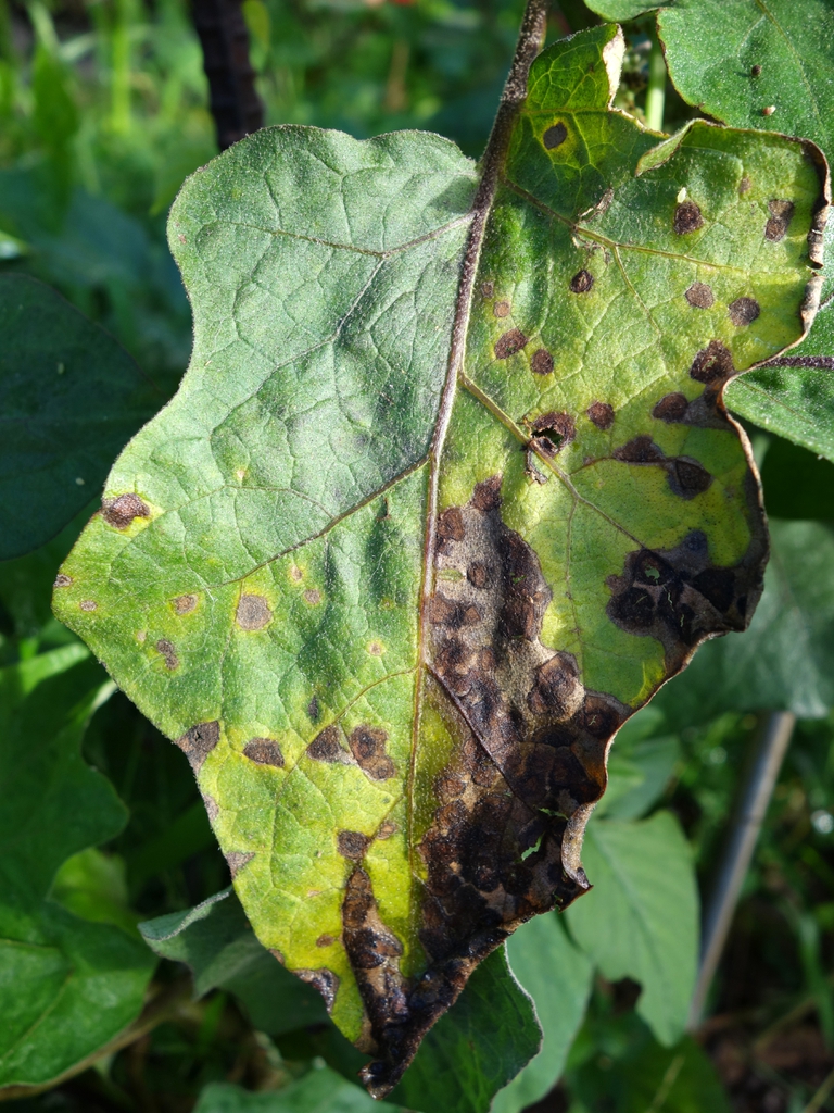 Solanum melongena with Cercospora leaf spot