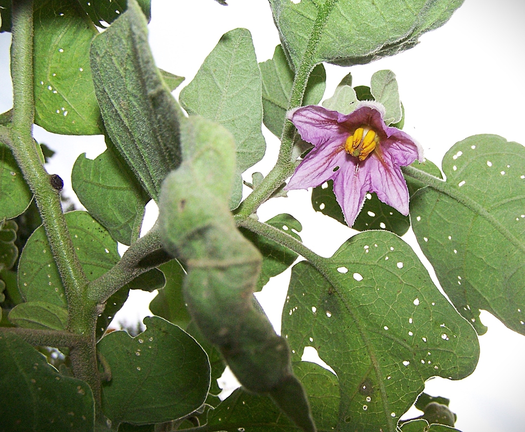 Solanum melongena 'Calliope' Flower in September in Durham Co