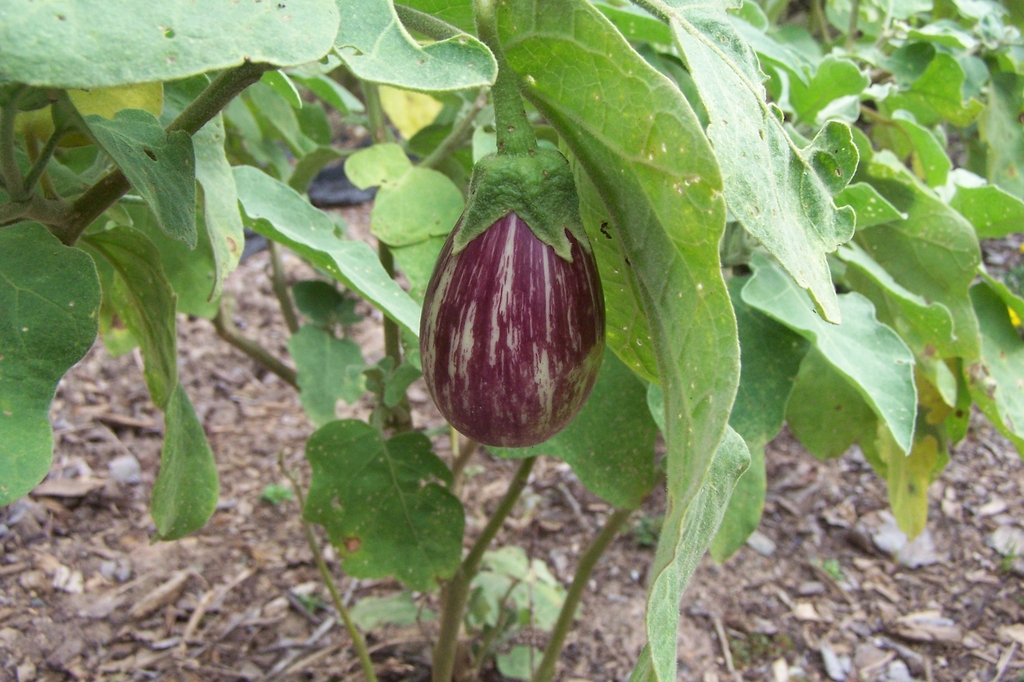 Solanum melongena 'Calliope' Fruit in September in Durham Co