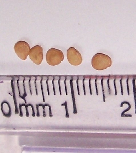 Solanum melongena 'Calliope' Seeds in September in Durham Co