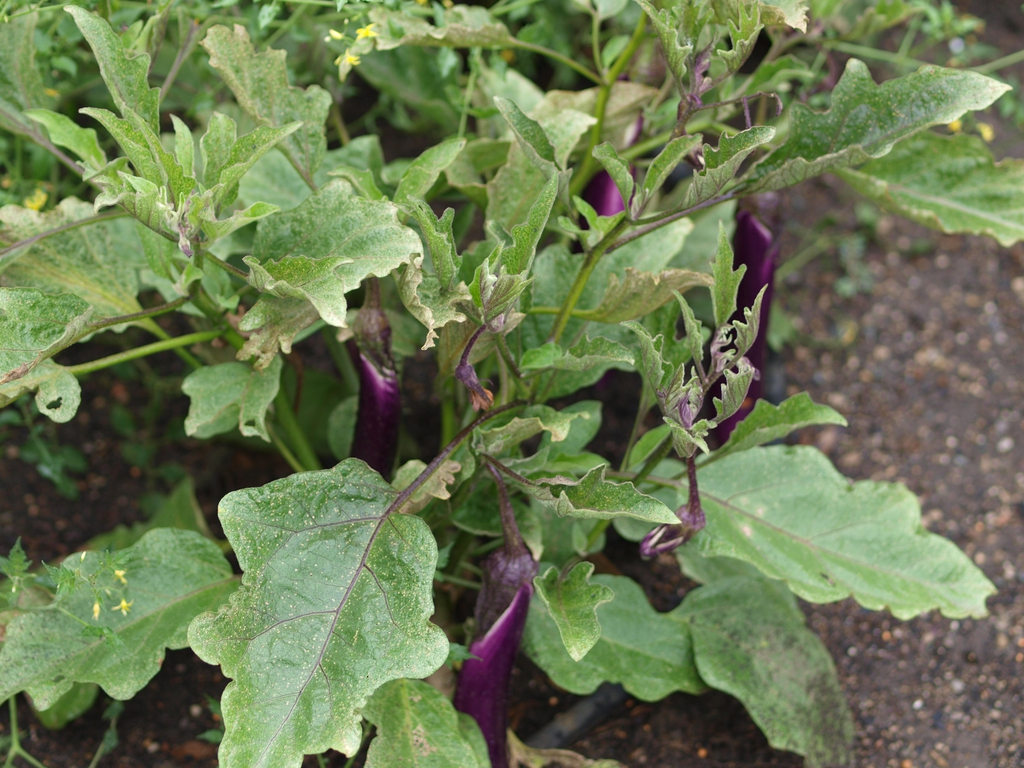 Solanum melongena 'Ping Tung Long'