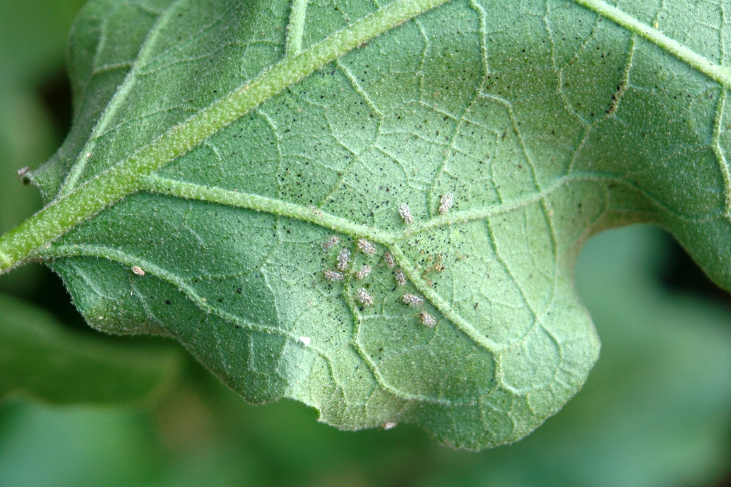 Solanum melongena with a cotton lace bug