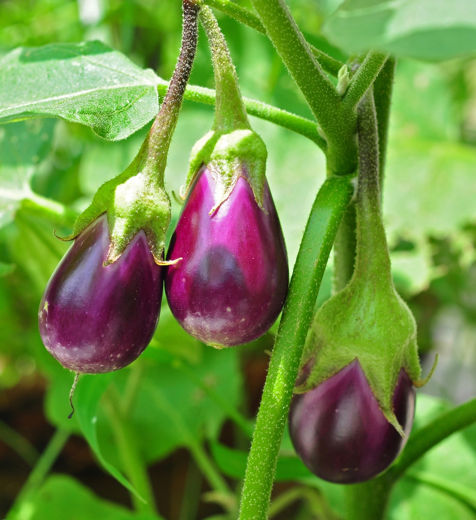 Solanum melongena fruits growing