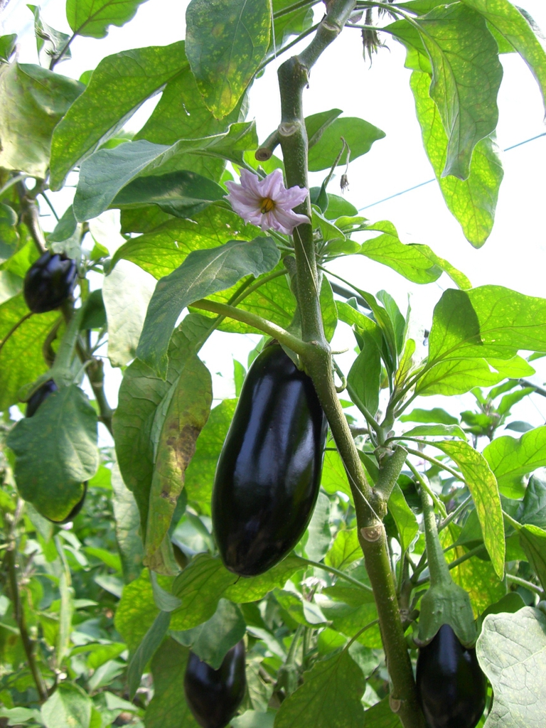 Solanum melongena fruit and leaves